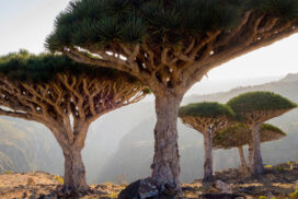 Aventura in Socotra