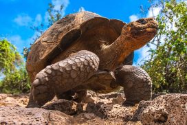Giant_Turtle_Galapagos_Testoasa
