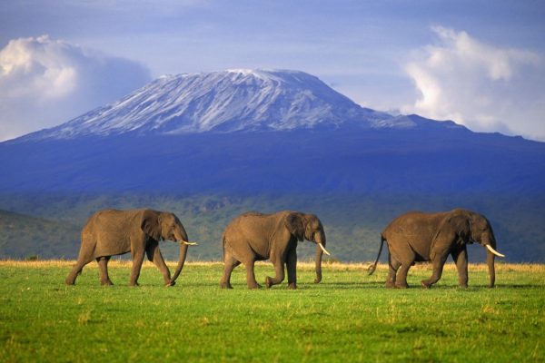 Ascensiune Kilimanjaro si Safari