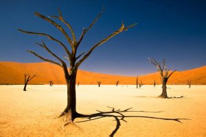 Desertul Namib
